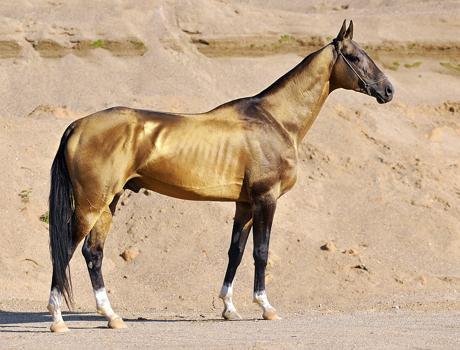 آخال تکه زیباترین نژاد اسب ترکمن در جهان