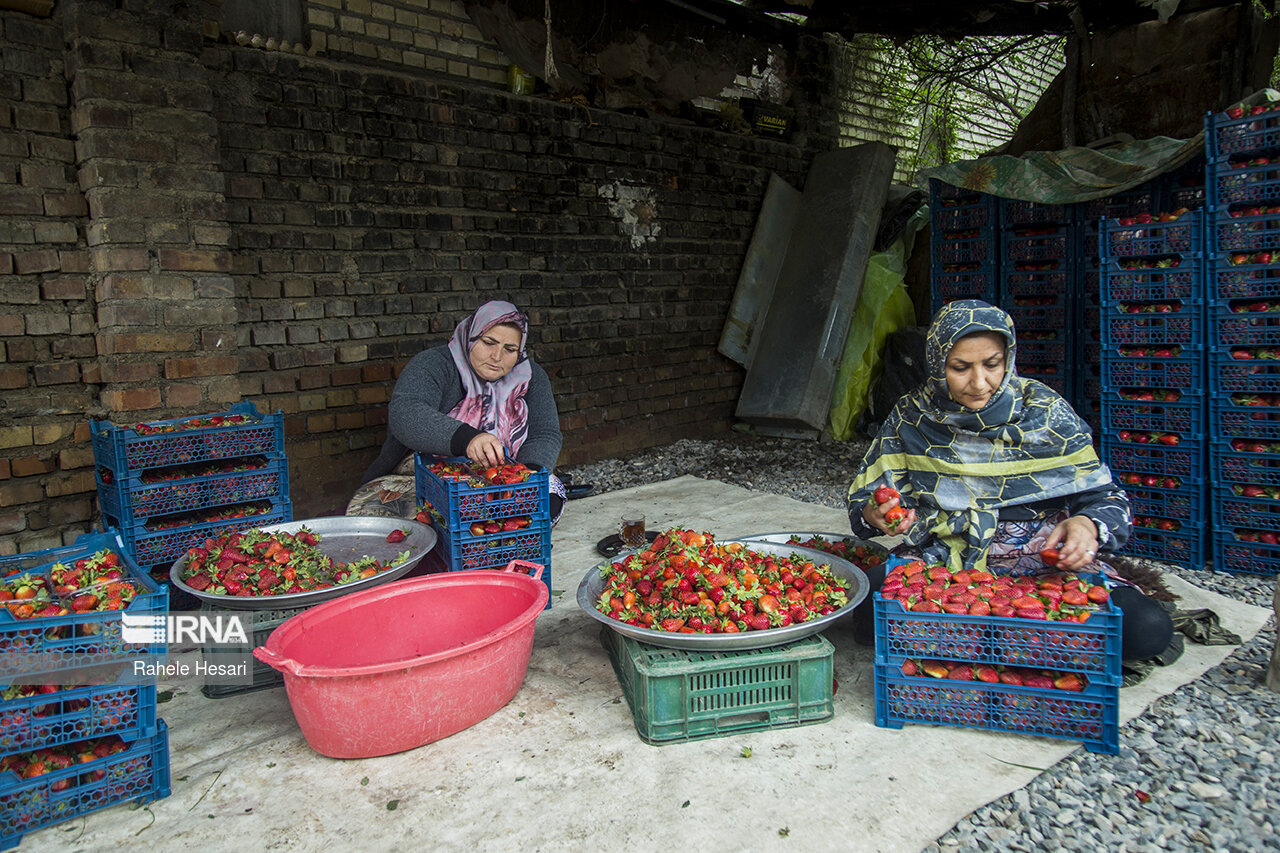 روستای شفیع‌آباد رامیان قطب تولید توت فرنگی در کشور